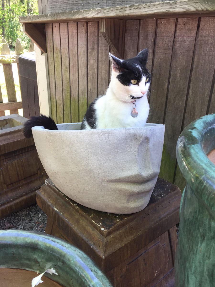 MyrtleAtWork's tweet photo. @heyidrewurcat https://t.co/8SeDOivVko
