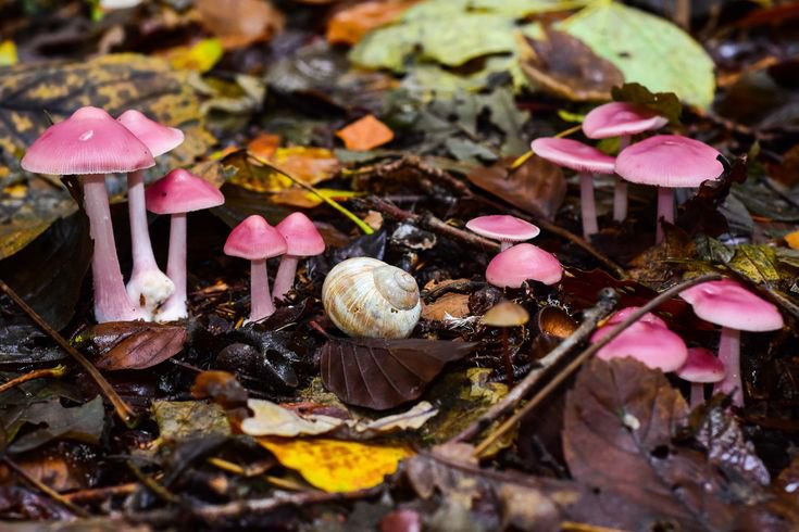 seokuva's tweet photo. mini pink mushrooms 🍄🍀 https://t.co/Ygk1XqtobK
