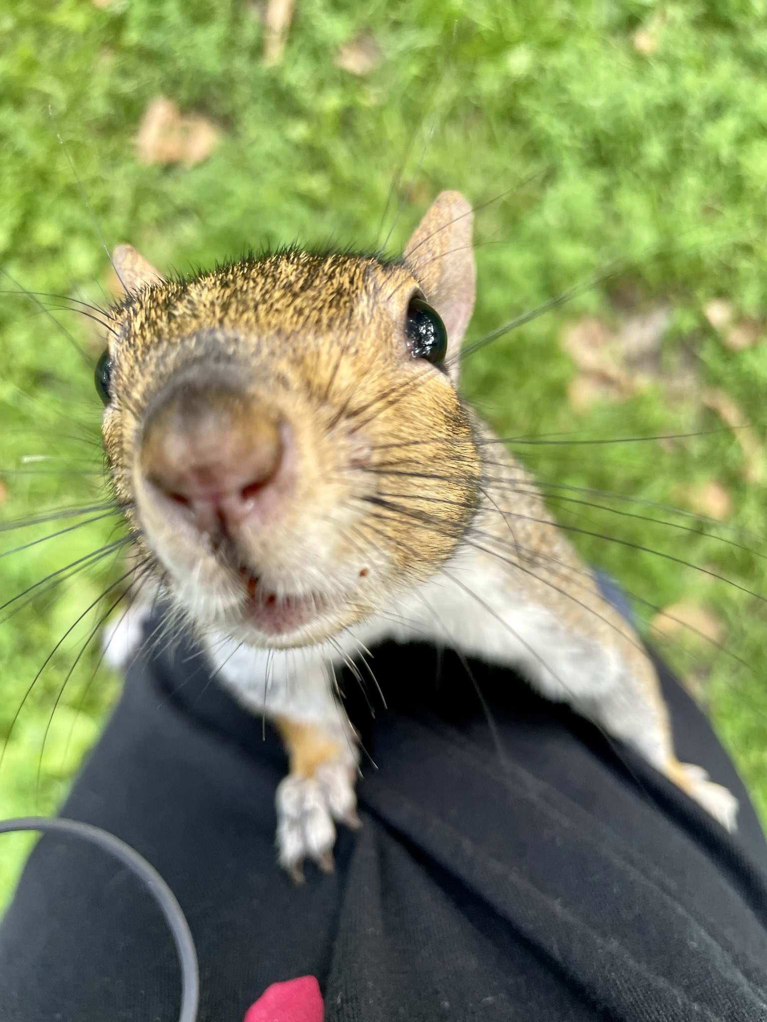 RSPCA (England & Wales) on Twitter "🐶🎵 When I wake up in the morning