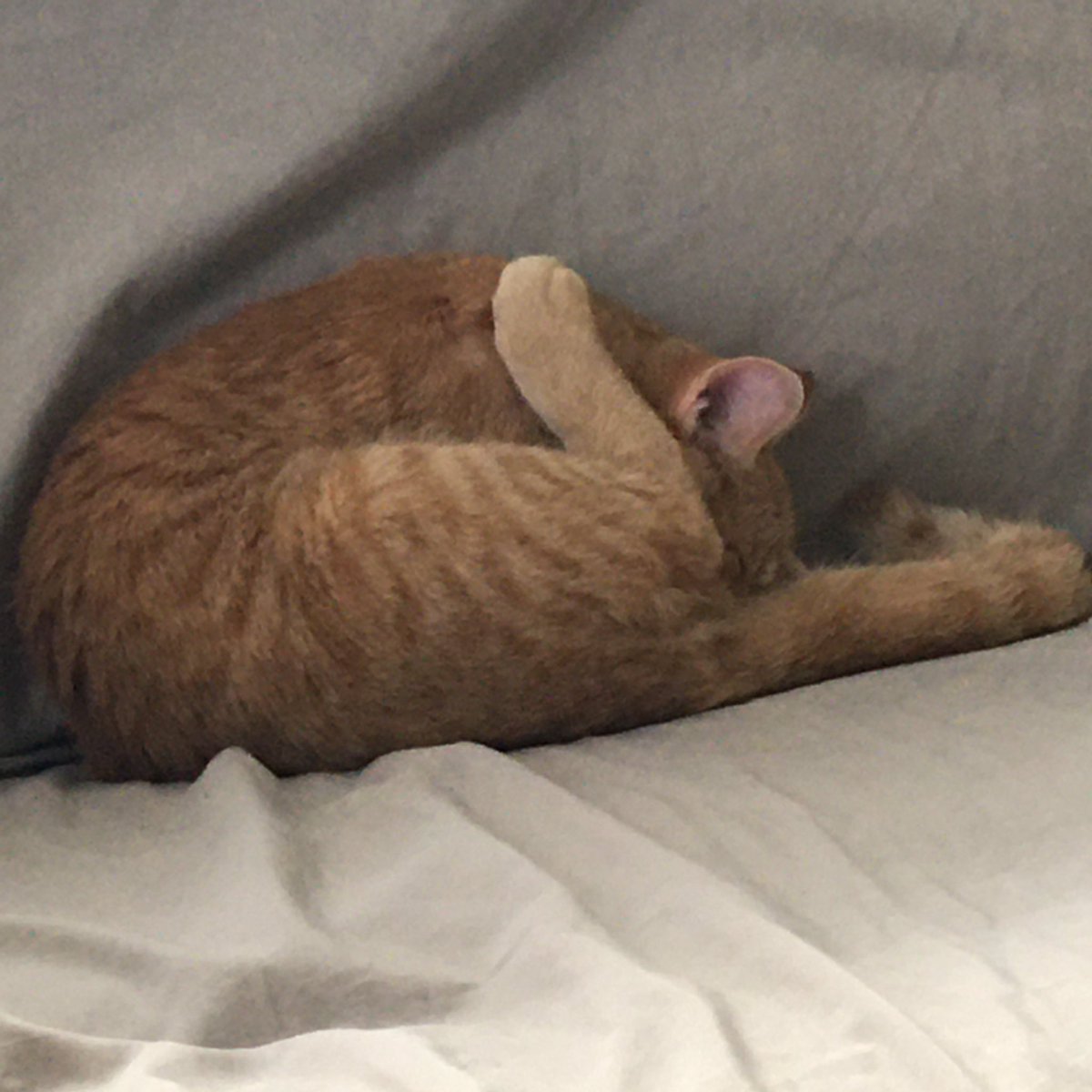 jeweli74_jen's tweet photo. This is how my niece’s cat Cheeto fell asleep…🤣😂🤣 #caturday #CatsOfTwitter #cheetothecat https://t.co/zVBCD2nVFB