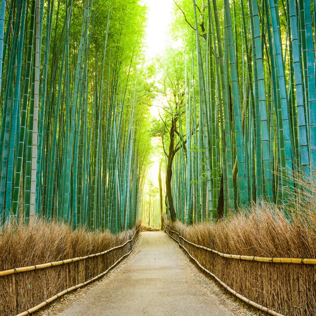 EVAAirUS's tweet photo. Did you know that the sound of swaying stalks in the stunning Sagano Bamboo Forest of Kyoto, Japan has been named a governmentally recognized sound?
#kyotojapan #japan #saganobambooforest #mustseedestinations #evaairways #EVAair #iflyevaair #staralliance #travelwithevaair https://t.co/8LKUZfifgE