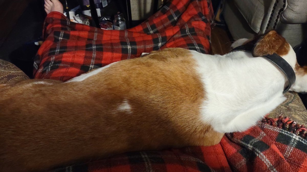 rubytombsday's tweet image. THANK YOU ALL so much for making this fundraiser a HUGE success! 
With the combined might of #MutantFam &amp;amp; killdren, the grand total is $1577.58 to fund bringing Poppy home to Philly! This will cover car rental, fuel &amp;amp; lodging for our driver.
#MutantsAcrossAmerica 
#SupportDog