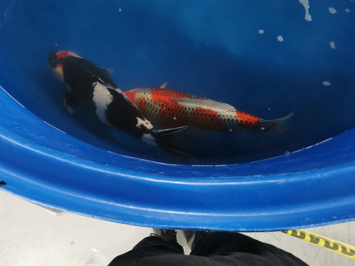 kaialtyn's tweet photo. hi here's some koi and a goldfish from the koi show! https://t.co/fhDvdNzw56