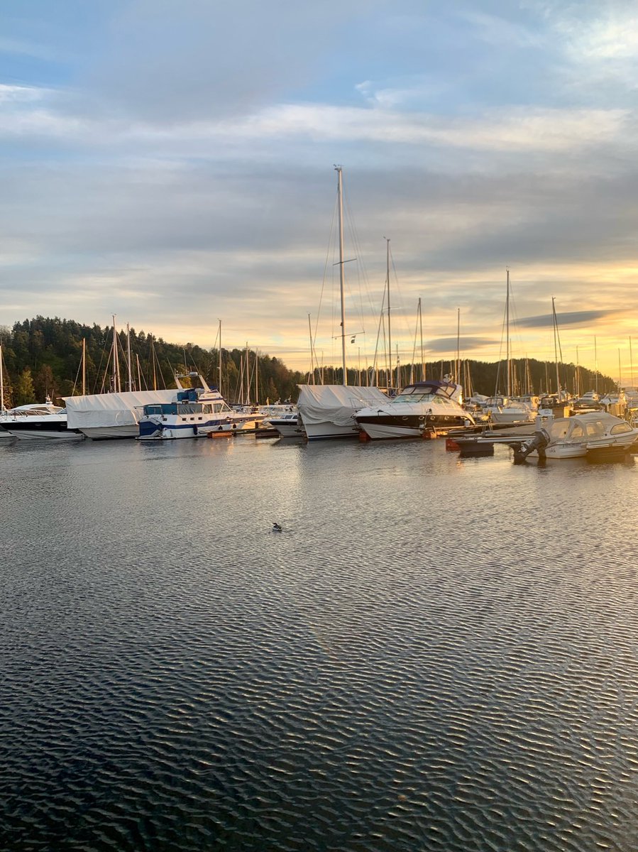 Kristian_HP's tweet photo. Reddet en lomvi fra Smestadkrysset i dag. Oppdaget i kollektivfeltet på vei mot Majorstua. Sikkert tøffe kår i Oslofjorden ved Sjølyst, men definitivt bedre sjanser enn i Smestadkrysset https://t.co/kU1ybmRDgC