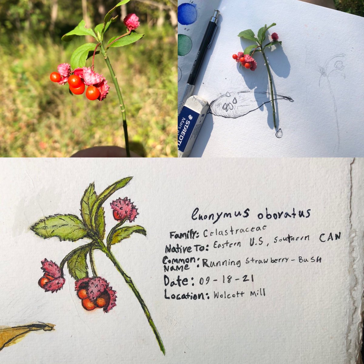 I’m slowly trying to make an amateur Botanizing journal. I’m not very experienced with water colors and I’m just flat out bad at spelling and handwriting. ¯\_(ツ)_/¯
#plants #botanical #botany #watercolor #illustration
