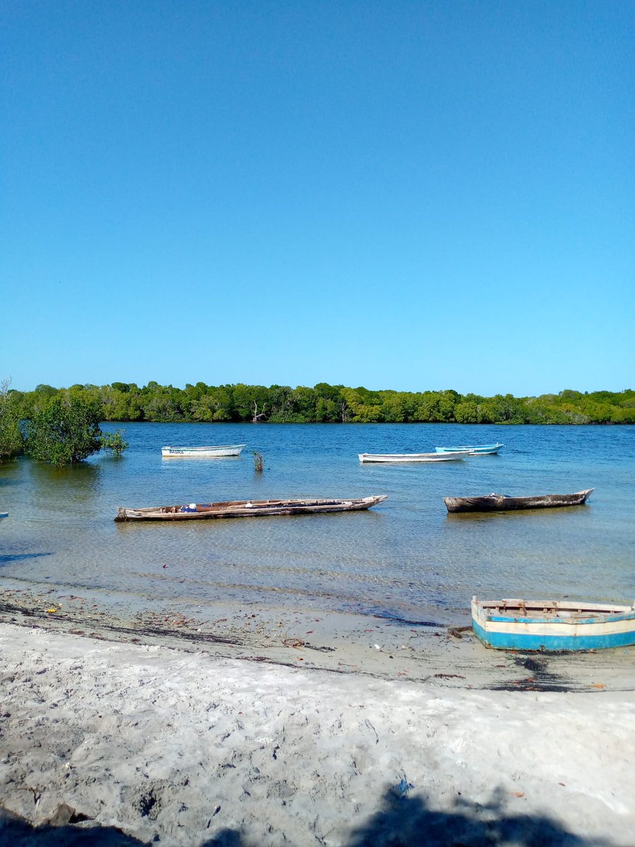 NWambiji's tweet photo. A detour to Gazi village @GaziEcoVentures and visited the #GaziWomenWalkboard under @mikoko_pamoja. Impressive tour by the ladies👏👏#BiTime,a revamped boardwalk and conservation work in the mangroves forest. Work championed by #DrJamesKairo of KMFRI.
#Collaborations #Fieldwork https://t.co/y90EWUPDCQ