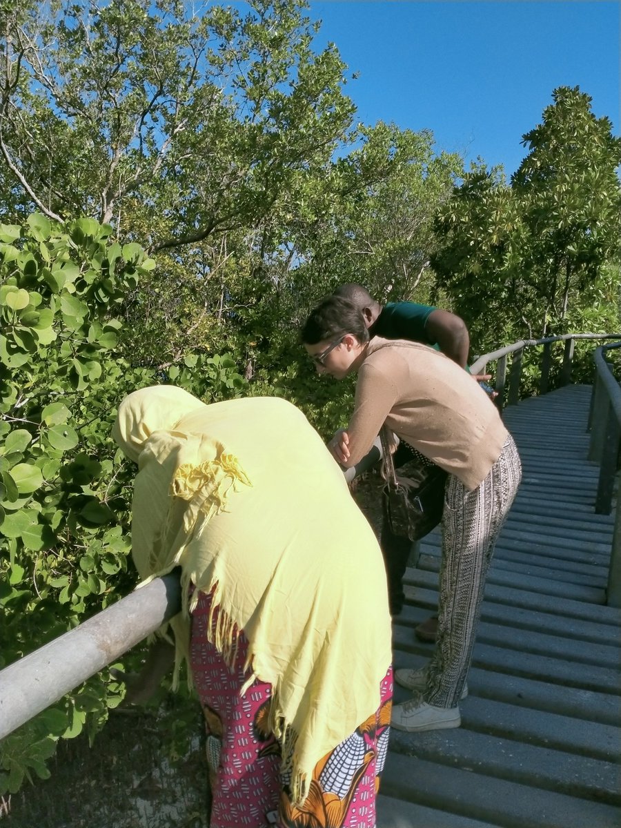 NWambiji's tweet photo. A detour to Gazi village @GaziEcoVentures and visited the #GaziWomenWalkboard under @mikoko_pamoja. Impressive tour by the ladies👏👏#BiTime,a revamped boardwalk and conservation work in the mangroves forest. Work championed by #DrJamesKairo of KMFRI.
#Collaborations #Fieldwork https://t.co/y90EWUPDCQ