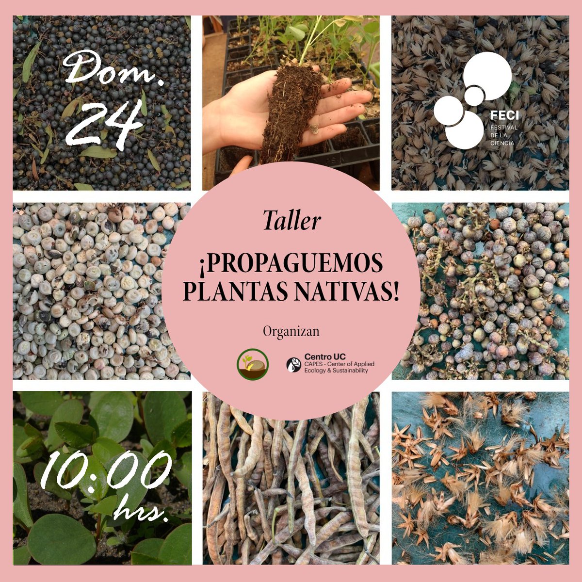 #FECI2021 📅24/10, 10h | 
¡Propaguemos plantas nativas!
<a href="/capeschile/">CAPES</a> y <a href="/PNativas/">Propaga Nativas</a> invitan a taller que entregará herramientas teóricas y prácticas para iniciar tu propio proyecto de propagación de plantas nativas en tu hogar

+ info e inscripciones 👉bit.ly/3n3M0FW