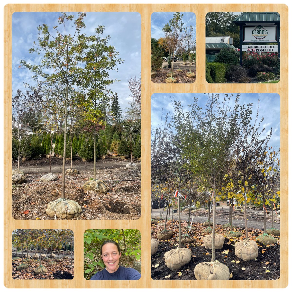 🍁🌳Met our BIG new trees @Cerbos today! They're amazing! Beyond excited for planting @ValleyviewMS next wk🌳🌏#ClimateAction @ClimateActionED #SchoolyardHabitat @SJ_Schools @EcoSchoolsUSA thx @NJNaturalGas & @denvillenj