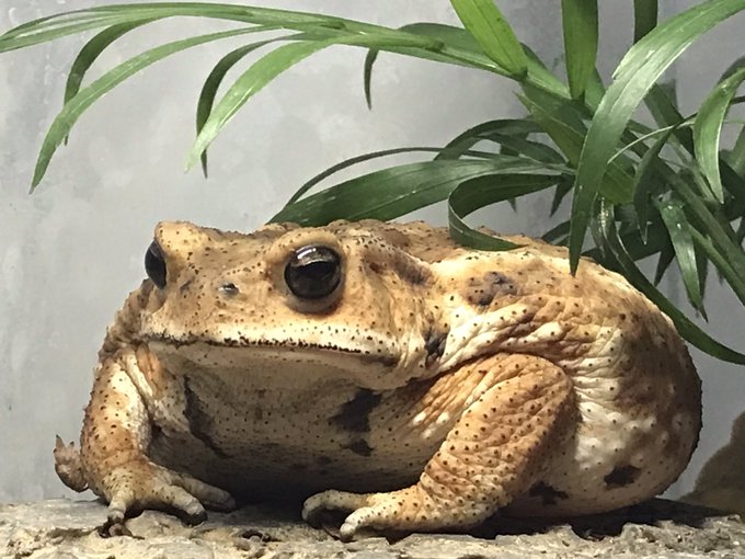 ヒキガエルのtwitterイラスト検索結果 古い順