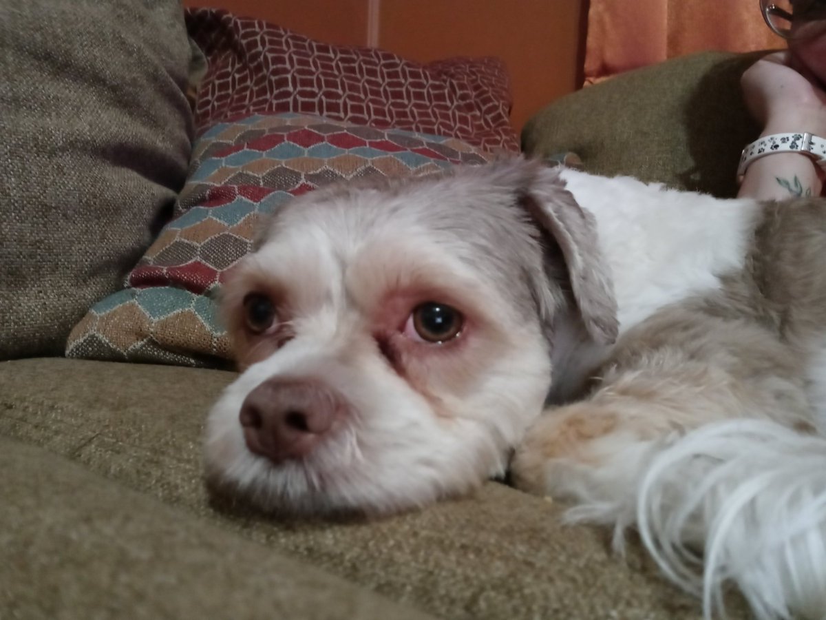 veronica_aucone's tweet photo. Chai is enjoying @BelowDeckMedTV @robmacy and can't keep her puppy eyes off of @ColinMacyOToole https://t.co/U1HFfUYp0U