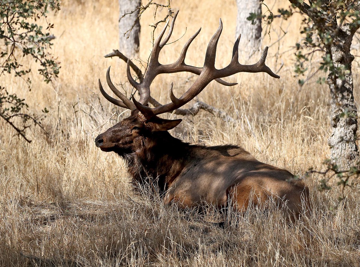 raulroa's tweet photo. Mature elk - male which lost his 40-plus harem this year. The group is far away from him. #TehachapiMountains #AmericanElk #nature https://t.co/mC9BwgR3MA