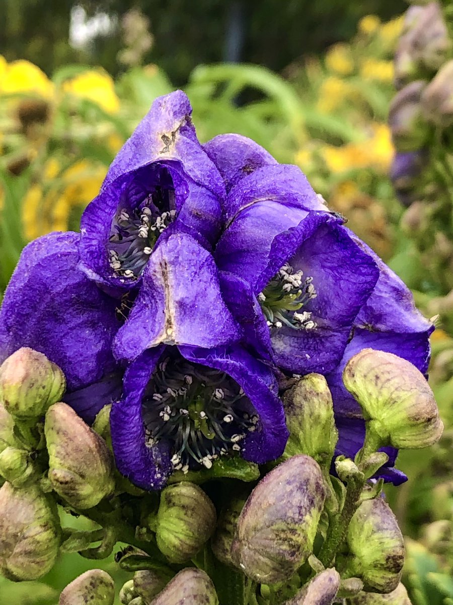 Aconitum napellus 
Found at a botanical garden I’m afraid to name because Aconite is extremely toxic 💀 and after the whole bleach drinking fad I feel like y’all can’t blame me. 😹 #monkshood #wolfsbane #aconite #Aconitum