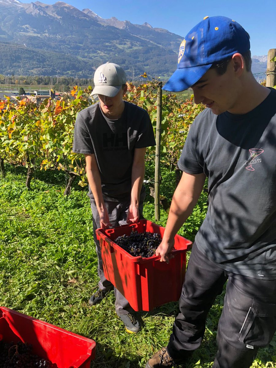 GoepfB's tweet image. Es gab trotz schlechtem Sommer eine schöne Weinernte
