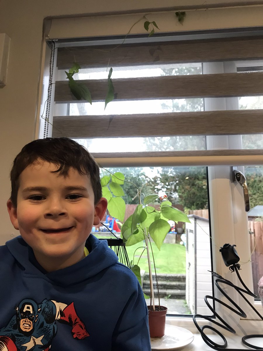 KristineIMA's tweet photo. Josh is loving how tall his beanstalk from school has grown and has flowers 🌱🌸taller than him and right up over the window 😳@NewMonklandPS https://t.co/hV3ikhyHLa