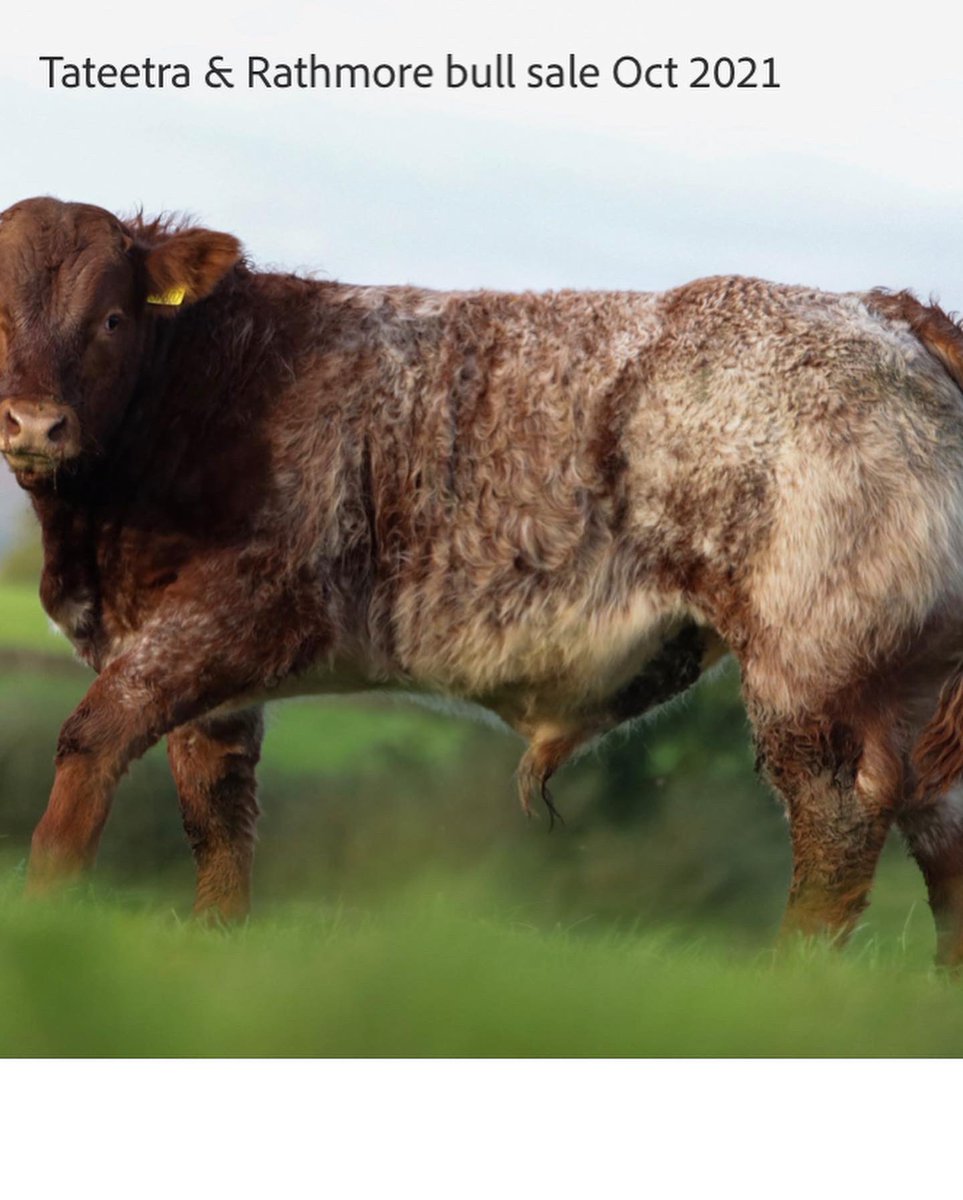 🌟🌟🌟SPECIAL E &amp; U GRADE WEANLING BULLS SALE THIS MONDAY EVENING OCTOBER 18th @ 6:30pm🌟🌟

Ballybay Mart are delighted to hold the special sale of 142 WEANLING BULLS on behalf of Irelands Largest Suckler Farm Tateetra &amp; Rathmore Farms /John Kingham 

042 9741785☎️☎️