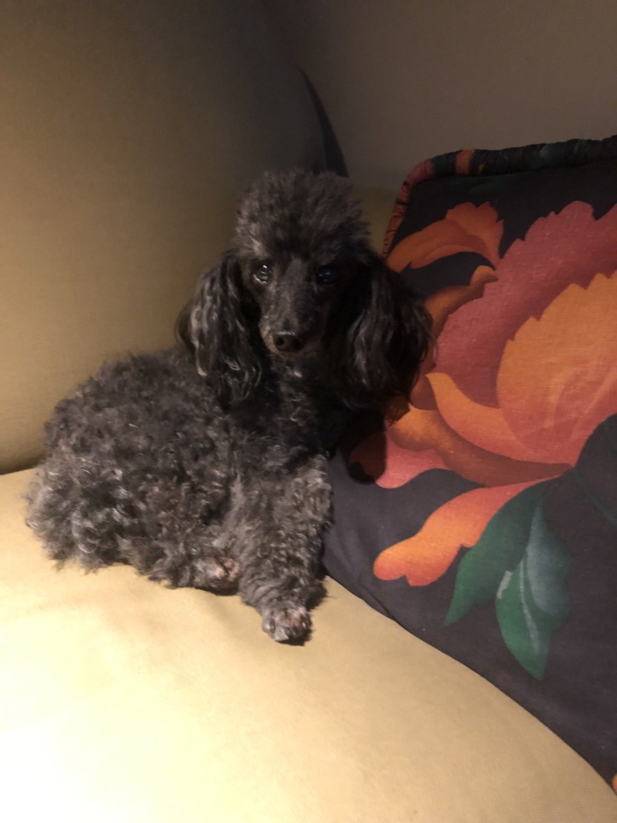 Just doing a bit of unwinding after dinner. ❤️🐩