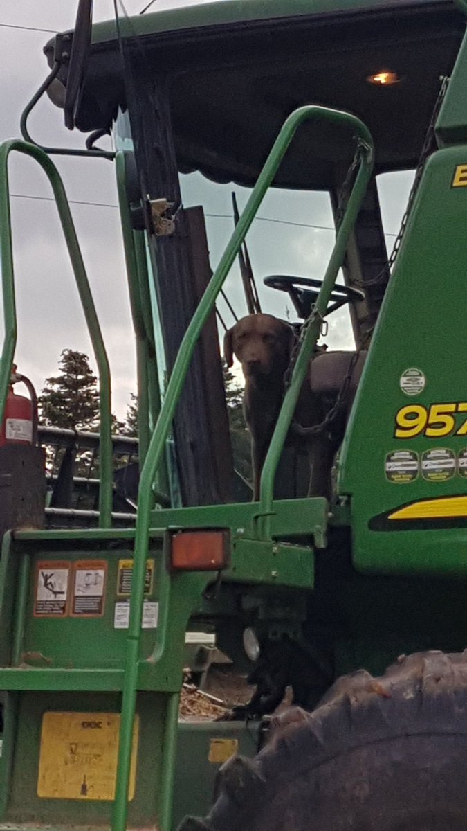 Berni1374's tweet photo. #harvest21 . Under the watchful eye of #Rocky the #soybean trial is complete. @CavendishAgri @PRIDESeeds https://t.co/HQ28JTzqZI