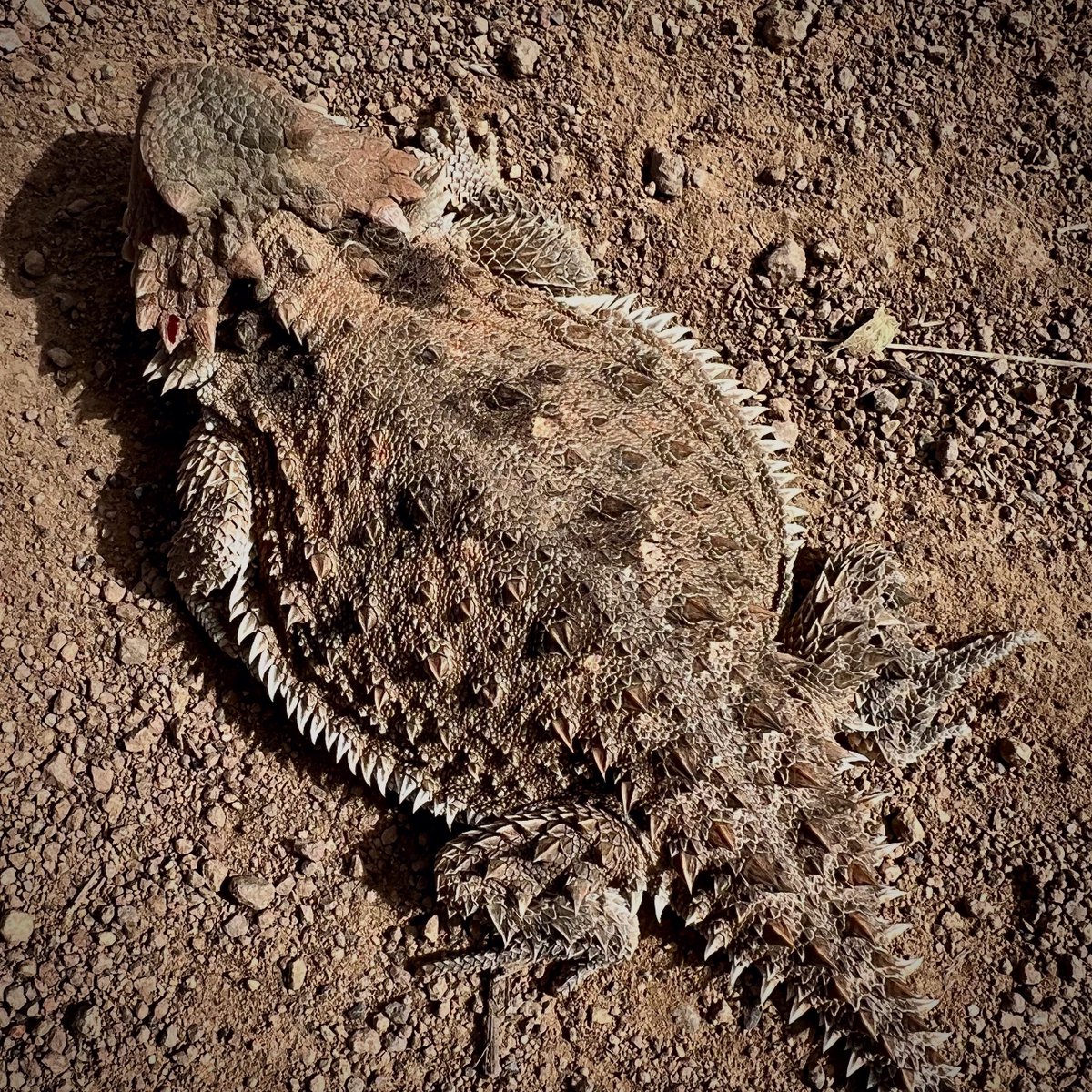 LonCooper's tweet photo. A horned lizard on the Dragonfly Trail this afternoon near Silver City, NM. #hornedlizard #silvercity #silvercitynm #newmexico https://t.co/U2TcaUn0LT