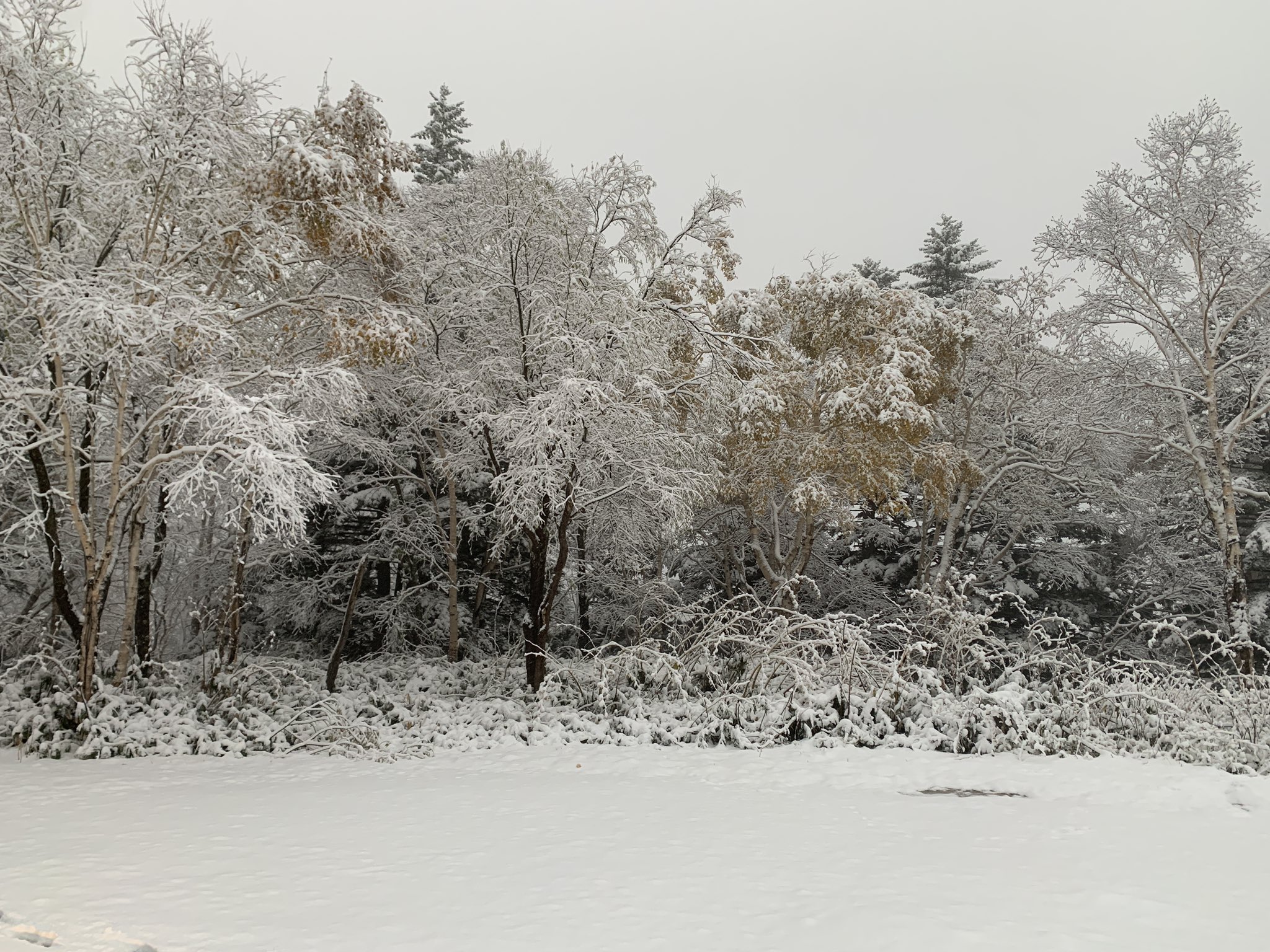 林祐介 北海道自然写真家 / Youtube27000人 (@ratok_7) / Twitter