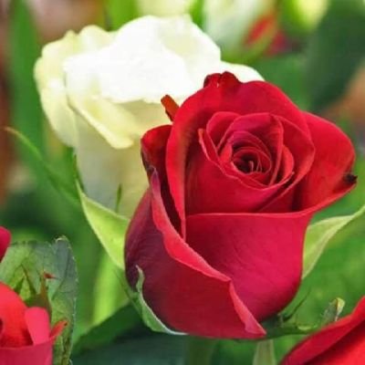 Come hangout with me on #BIGOLIVE bigo.tv/sid/2604582041…