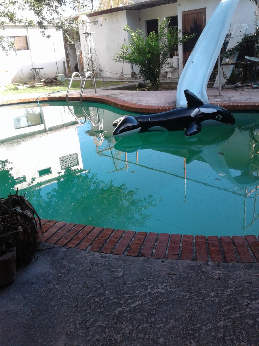 ingfeliperiver1's tweet photo. Preciosa mi agua y dicen toda esa bola de panochones del fantoche d disque mexicano q verde jajaja verdes tienen las sentaderas bola de panochones y culeros jojojojo ,y salgance de mi perfil panochones jajjaja,y arriba Tamaulipas #uleros ,, https://t.co/DCMJRrhErm