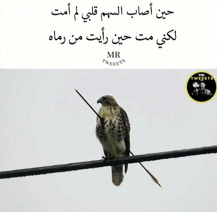 Houdrmi's tweet photo. أكثر سنة:
تعبت فيها،
تأذيت فيها،
تضايقت منها،
فقدت أمور كثيرة،
خسرت ناس كنت أحسبهم أصدقاء،
حسيت فيها إني وحيده،
هُلكت نفسياً وذهنياً وجسدياً ..

لكن بالنهاية، تعلمت فيها أمور كثيرة جداً، فهمت فيها الناس وشلون أتعامل مع كل موقف بكل زمان ومكان،
 فالحمدلله دائماً.💕 https://t.co/DBj7IQb8Cj