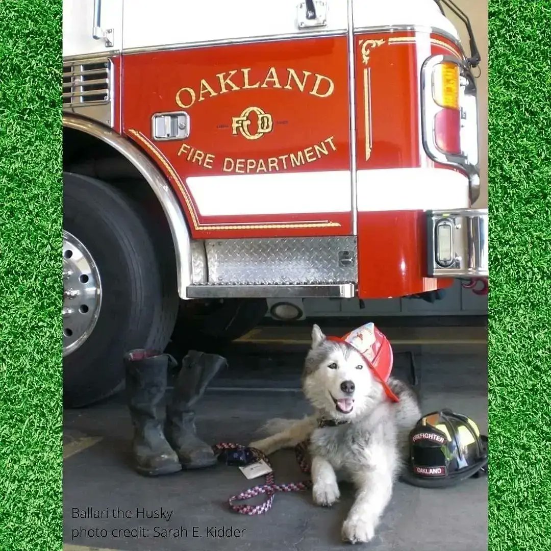 NHillsCommunity's tweet photo. Get your picnic supplies ready! Tomorrow, Sunday, October 17 is the Community Comeback Picnic at Lake Temescal, from 11a-3p (6500 Broadway, Oakland). Join neighbors (all neighborhoods are invited!) as we enjoy the fun and camaraderie of community: music, games, a dog costume 1/ https://t.co/LQ41QEPEtn
