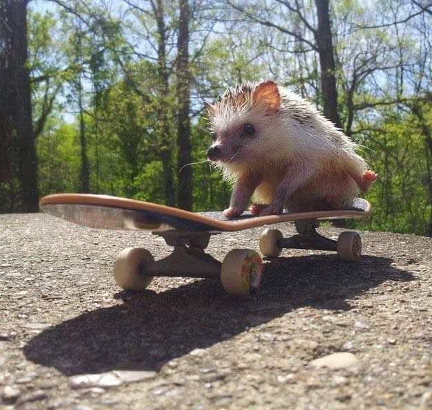 IDOLHEDGEHOG's tweet photo. https://t.co/JN4mhuKgoF