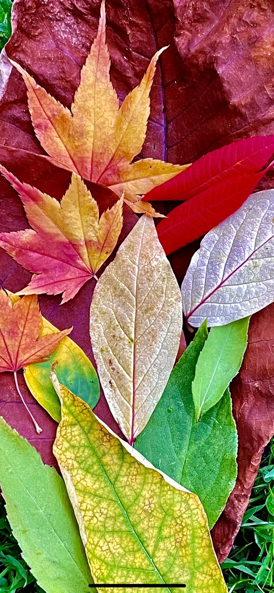Autumn Leaves #Autumn #Leaves #coloursofautumn #fall #Seasons #Scotlandshots