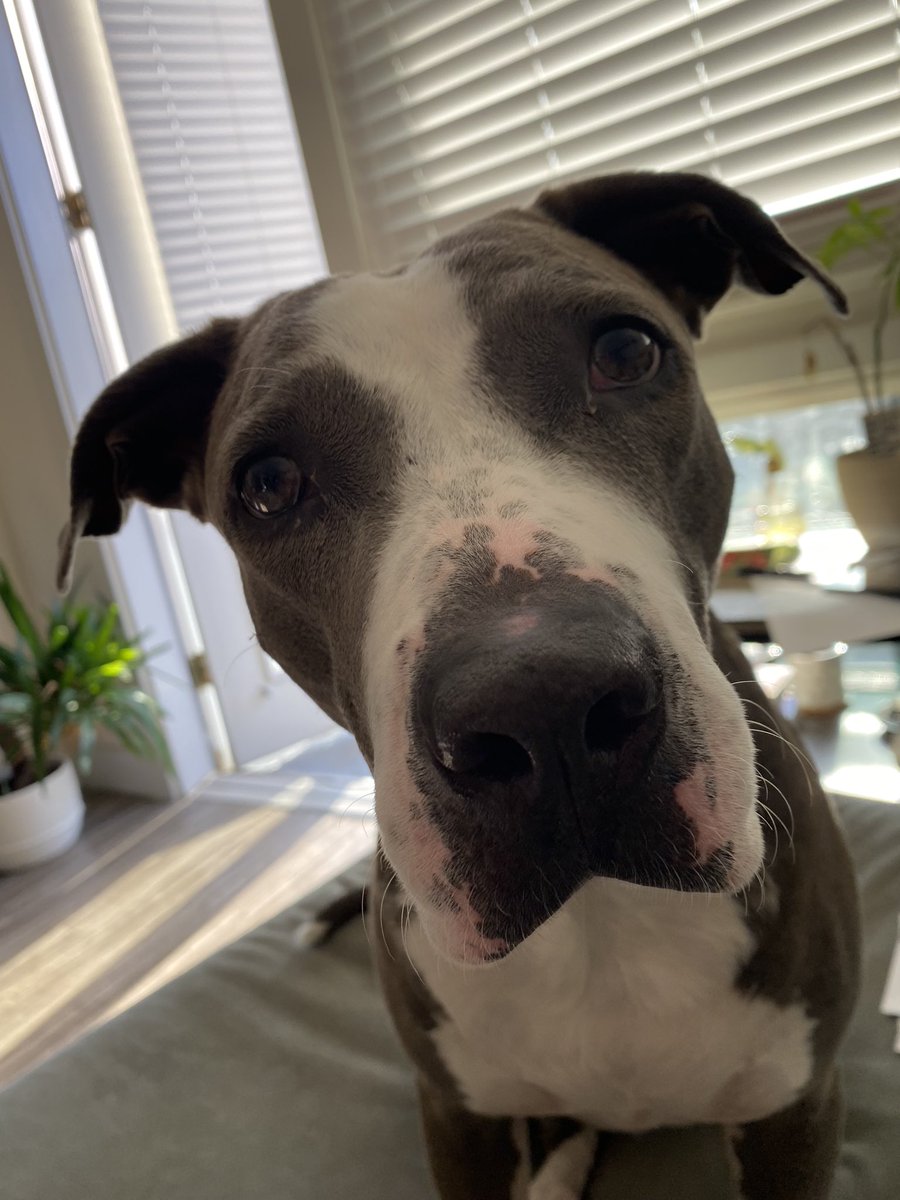 meganimbert's tweet photo. Maybe Sky will have better luck than me - “hey @nflcommish @NFLprguy @nfl release the damn report.” #WFTransparency https://t.co/Dg2pW8uyNo