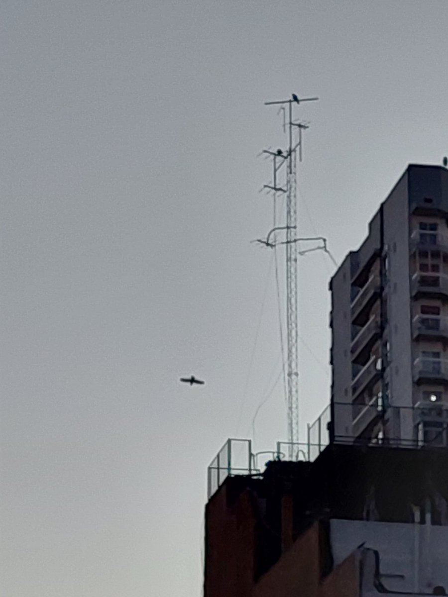 Palomas mensajeras Siglo XXI