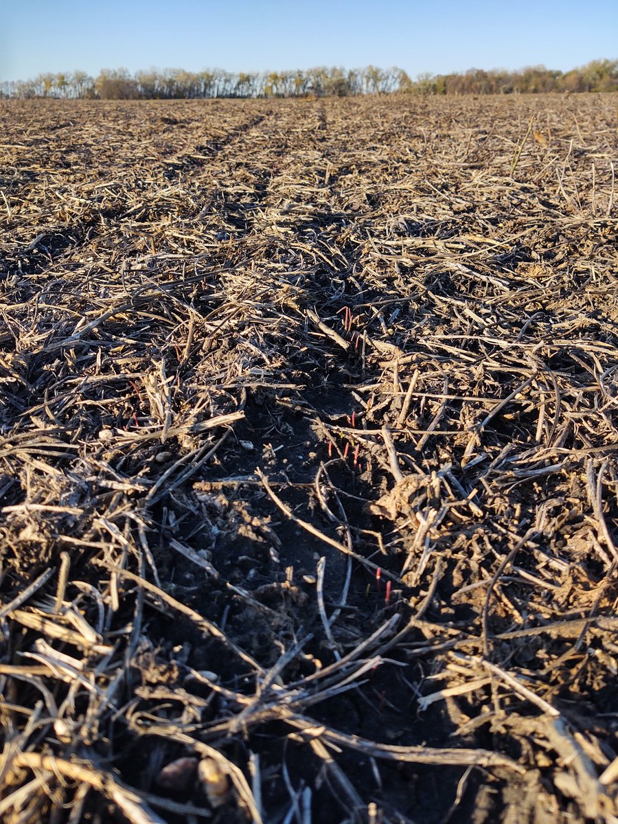 Peter Ness (Ness Farms) tweet media