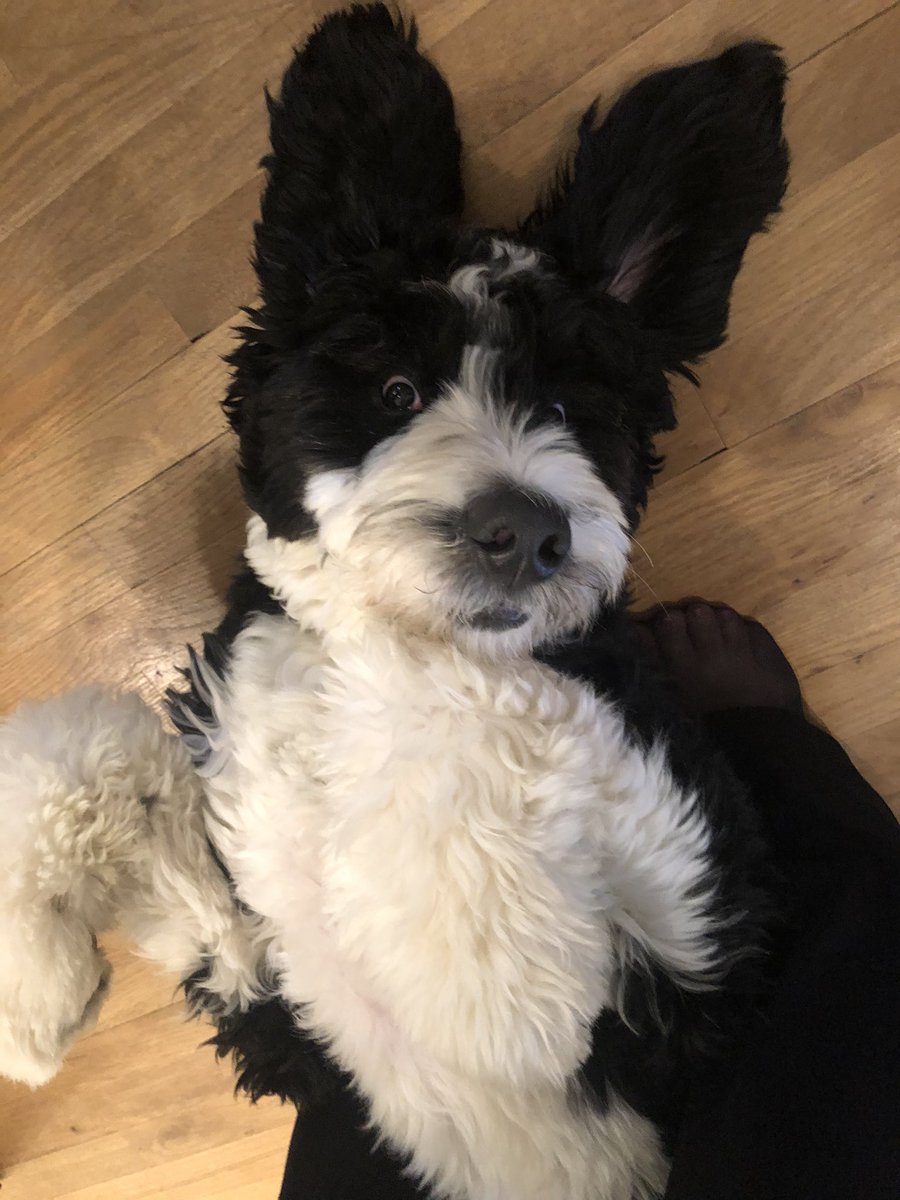 AnnieHoop's tweet photo. @JaniceDean This sweet boy makes every day a sunny day. ☀️ ❤️🐾 https://t.co/m55LukAU6m