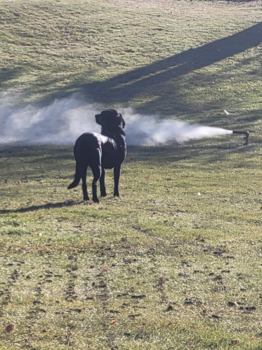 Irr B/O QC guy makin sure all G  <a href="/DogsOfTurf/">Dogs Of Turf</a>