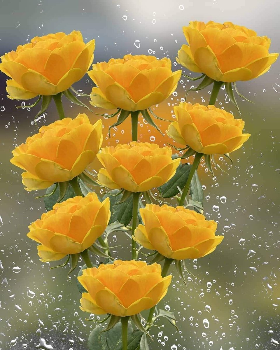 @zahrat2017 لأنك زهرة 🌹🌹🌹🌹