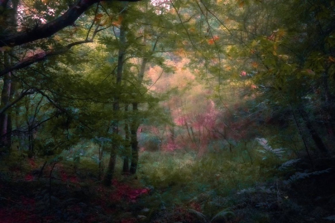 Live Folk tweet media