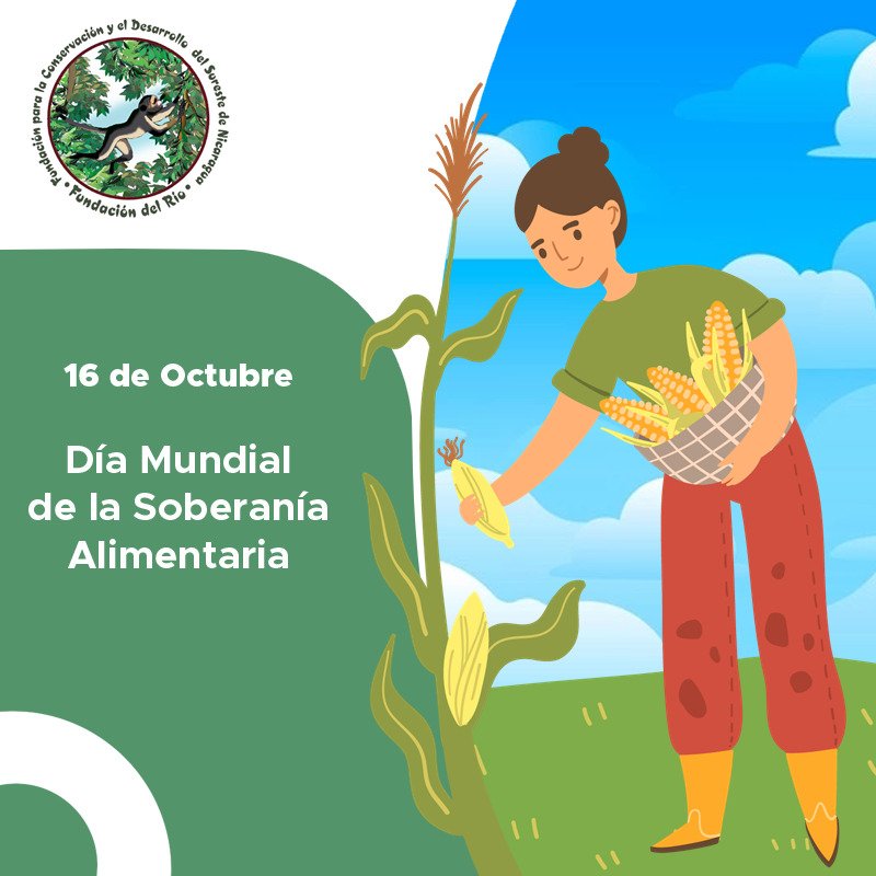 AmaruRuiz's tweet photo. Hoy se conmemora el Día Mundial de la Soberanía Alimentaria. En el 2017 el régimen Ortega-Murillo permitió la entrada de Maíz Transgénico y otras semillas infértiles, esto pone en manos de transnacionales la soberanía alimentaria de Nicaragua.

 #SOSNicaragua #NoTransgenicos https://t.co/VbujRRfkPe
