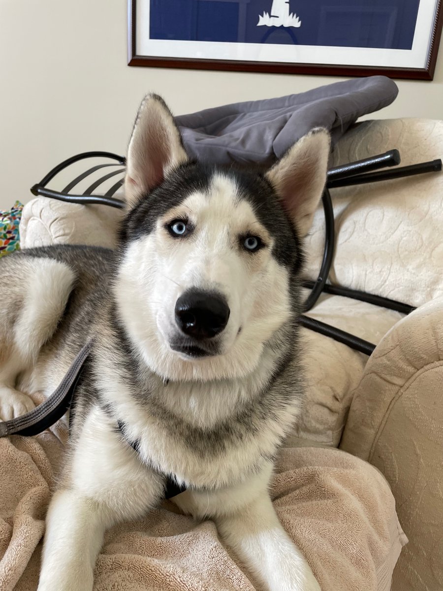 cardinalatc's tweet photo. @JaniceDean My boy Ranger! One year-old Siberian husky. https://t.co/NbxlTvBiZw