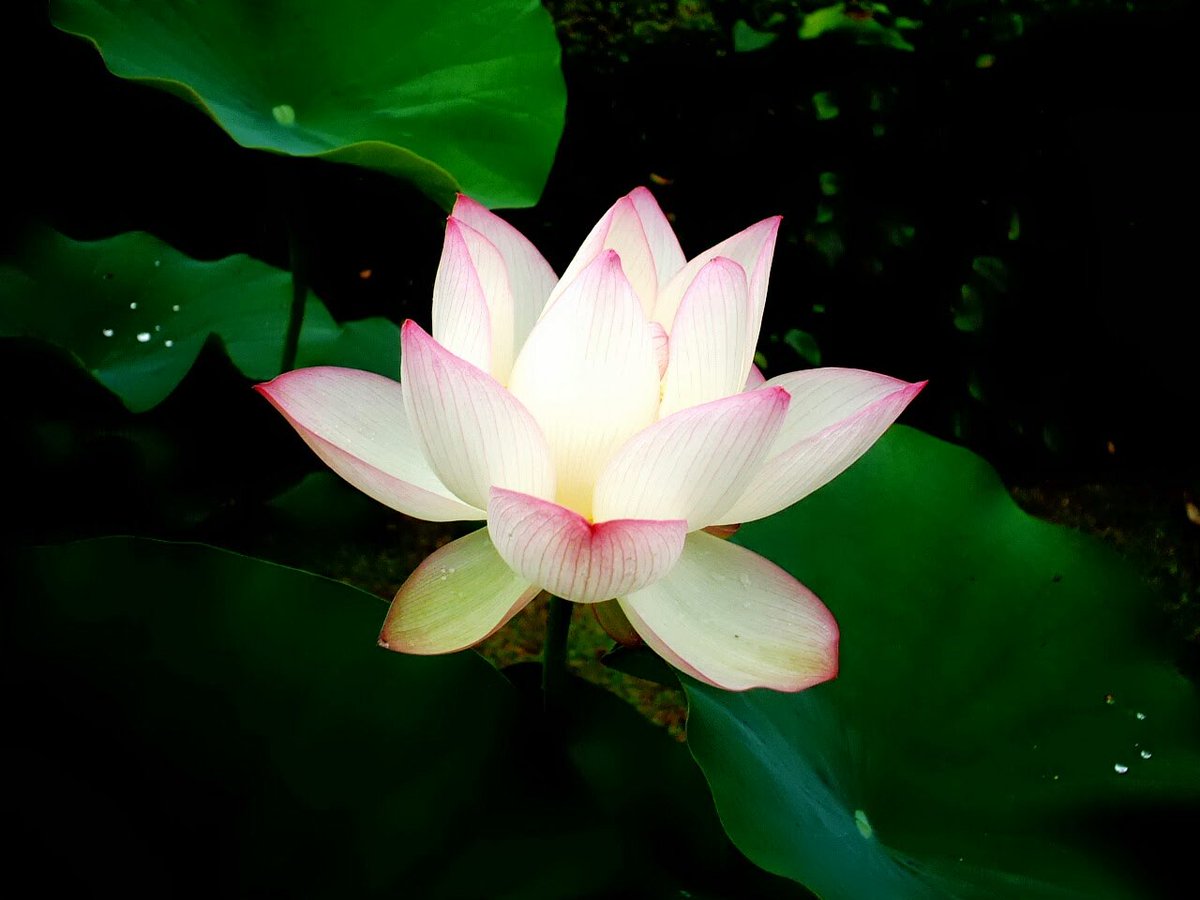 лотос. лотос каспийский. египетский лотос. розовый лотос цветок. джейн китсон лотос.