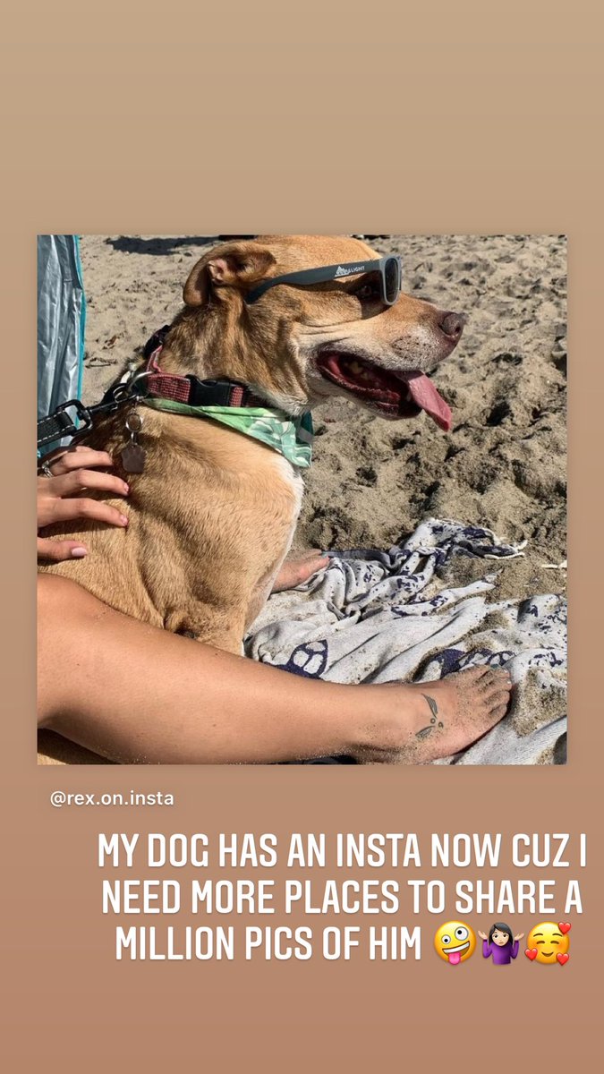 DncingRetsuko's tweet photo. My dog now has an Instagram. Please go follow him 😆🦮🐾
#pitlab #dogsoftwitter
https://t.co/PuTw6bVsoK https://t.co/4LX3kl9nP7