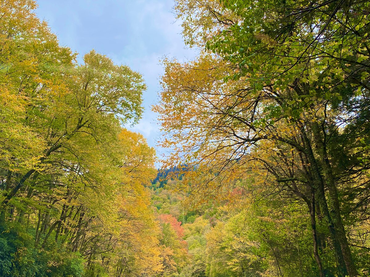 timrobotics's tweet image. Rocky top fall 2021