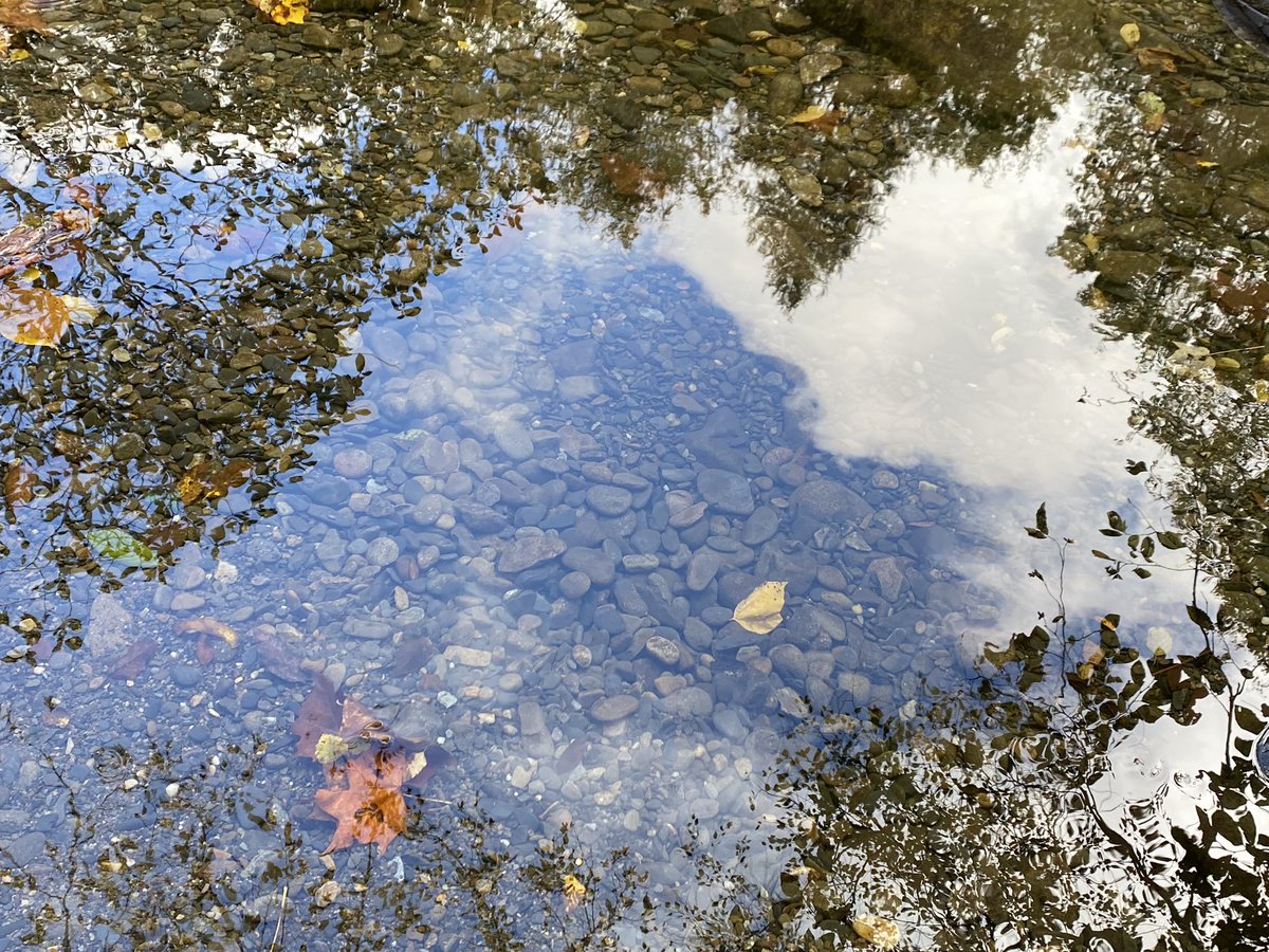 timrobotics's tweet image. Rocky top fall 2021