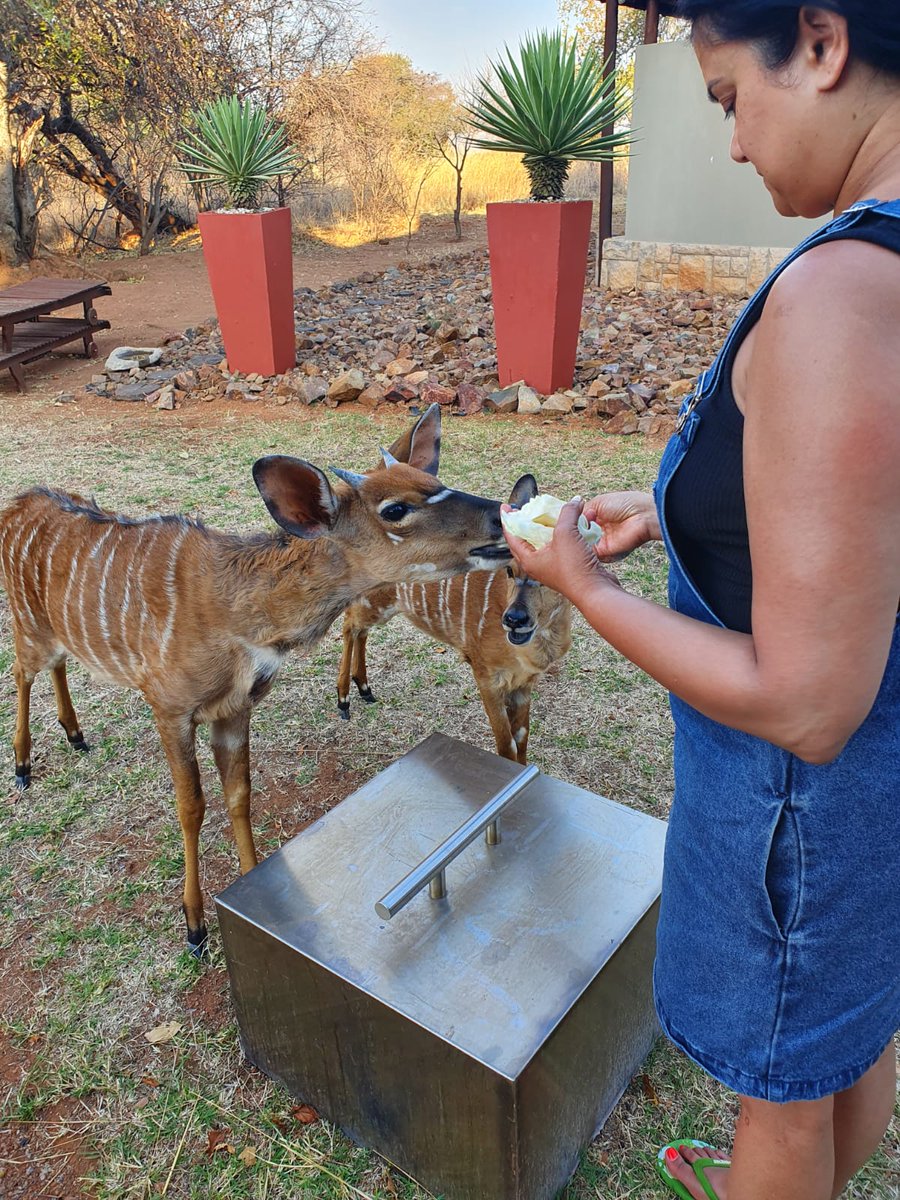 NasrinSayed4's tweet photo. #Zebula @ZebulaLodge #SundayFunday #wildlifephotography #nature #animals #breakfasttime https://t.co/fJgnCoYrMX