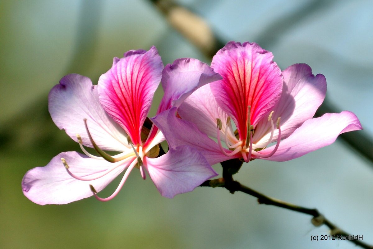 rachidH's tweet photo. #Bauhinia #CamelHoofTree #OrchidTree #FleurOrchidée #Maadi #Cairo
Rachid H shared a photo with you from the Flickr app! Check it out:
https://t.co/yngyScolRt https://t.co/44iAiRHjOE