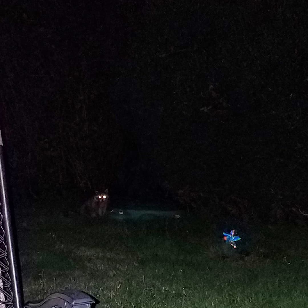 KSRFstudios's tweet photo. So here I am absorbed on my phone sitting in the quietest backyard in Ballard when, out of the corner of my eye, I see this furry creature creeping toward me in the grass. Less than 5 feet from my face which is close to the ground because of the zero gravity chair. I screamed. https://t.co/TJ5IF5tLQ6