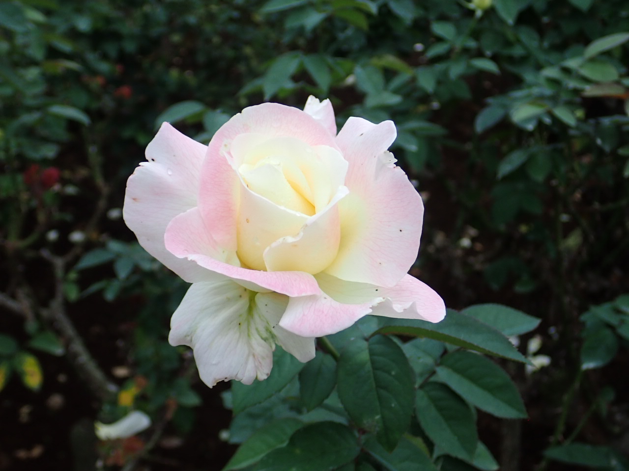 神代植物公園 ニュース スタッフより 園芸係 見頃のばら園から注目の品種をご紹介 写真は ガーデン パーティ クリーム色に花弁の先端がわずかに桃色の覆輪の半剣弁高芯咲きの品種 1959年 アメリカで作出されたハイブリッド ティーローズ