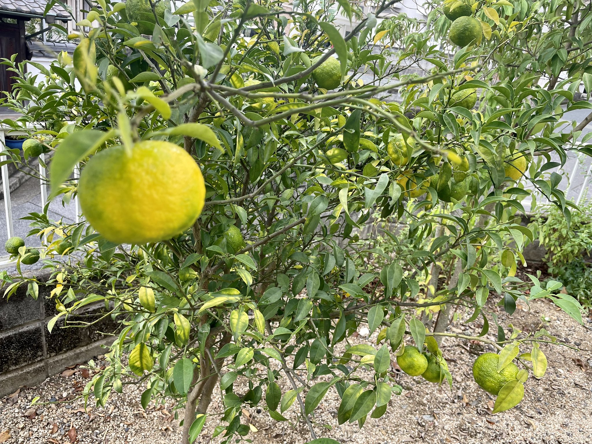 唐木俊介 8年前に庭に植えた柚子 の木 ほとんど実が成ったことなどないのに 今年いきなり沢山成ったので感激していた そして最近 濃い緑だった実がだんだん黄色くなってきた これは店で売られている 柚子そのものではないか きた 完全にきた 本格的に
