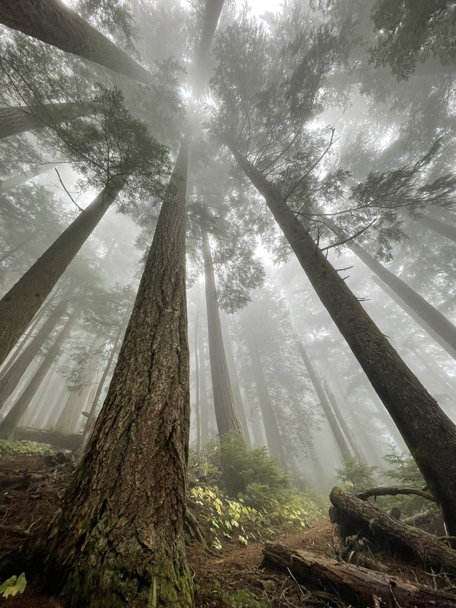 Douglas firs on the Olympic Peninsula. I call this photo glEnable(GL_FOG);