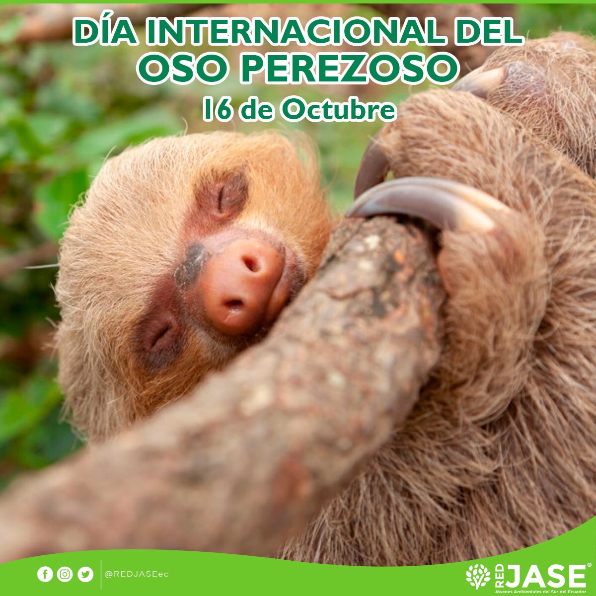 REDJASEec's tweet photo. El tercer sábado de octubre se conmemora el #DíaInternacionaldelPerezoso

Este día esta orientado a crear conciencia, dar a conocer la importancia de esta especie y las amenazas a las que se enfrenta.

‼️El oso perezoso se enfrenta a la pérdida del hábitat y tráfico ilegal‼️ https://t.co/W1xRMf9WoL